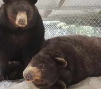 southwest wildlife conservation bears