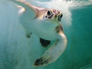 Georgia sea turtle center