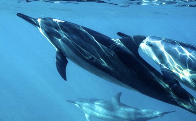 Dolphins swimming in wild