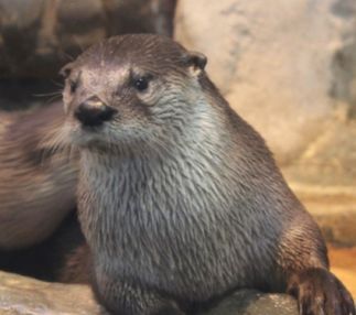 Great Lakes Aquarium in Duluth, Minnesota is home to a number of species found in the Great Lakes basin, and the world!