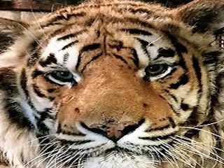 Chahinkapa zoo