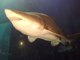 Denver aquarium 