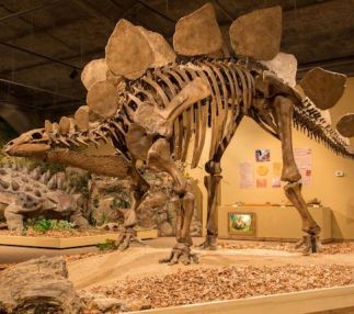 glendive dinosaur fossil museum