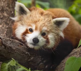 red panda