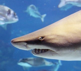 underwater adventures at Texas State Aquarium great aquariums in Texas for kids