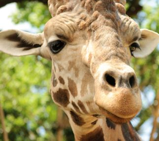  audubon zoo